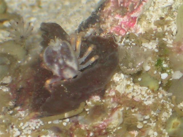 Billede 014 (Small).jpg