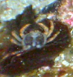 Billede 004_ 1(Small).jpg