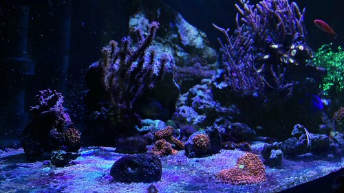 IMG_5448.jpeg