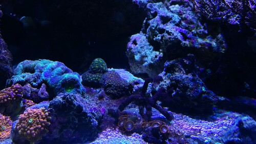 IMG_5447.jpeg