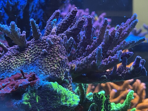 Coral2