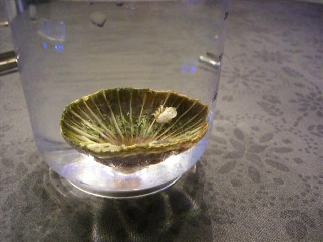 Billede 035 (Small).jpg