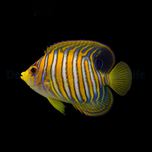 pygoplites_diacanthus_pacific_2_wm.jpg