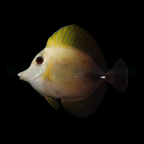 zebrasoma_scopas3wm_2.jpg