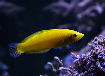 Canary Wrasse