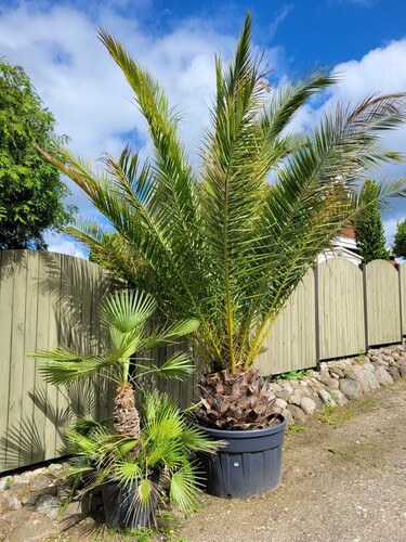 28.09 Indkørsel 2.jpg (774.33 KiB) Vist 1406 gange Min indkørsel. Den store palme er en daddelpalme. Den lille er en europæisk viftepalme. De kan også blive meget store.