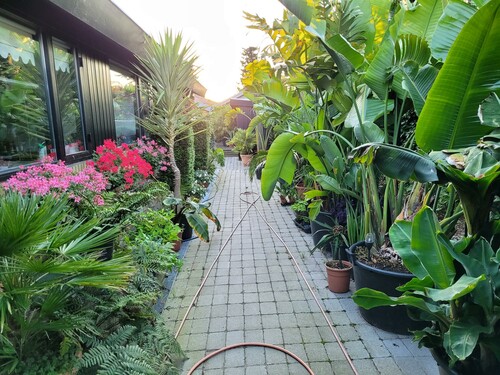 28.09 Min indgang.jpg (698.35 KiB) Vist 1401 gange Indgangen til huset. Her står Strelitziaer, lidt bananplanter og nogle af de mindre palmer.