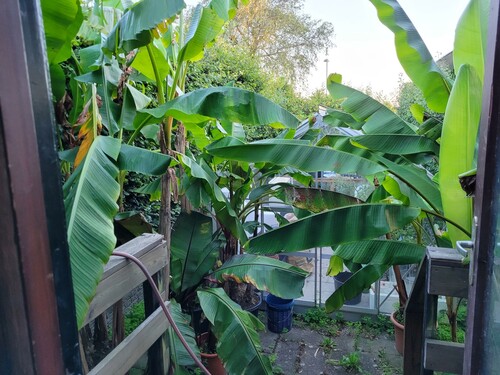 28.09 Bananplantagen 2.jpg (520.71 KiB) Vist 1684 gange Bananplantagen