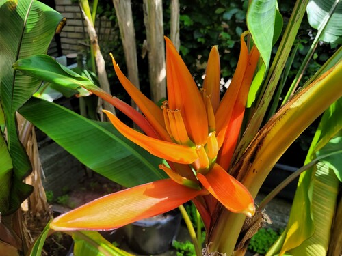 28.09 Musa laterita blomst.jpg (304.46 KiB) Vist 1406 gange Den ene af bananerne har blomstret flittigt i år. Det er en Musa laterita der er en ikke så tit set bananplante.