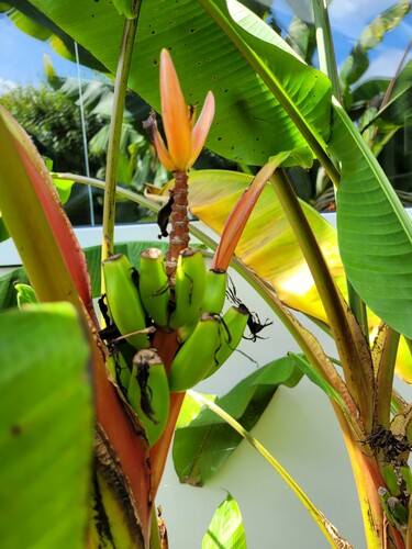 28.09 bananer.jpg (289.25 KiB) Vist 1401 gange Bananerne på Musa laterita