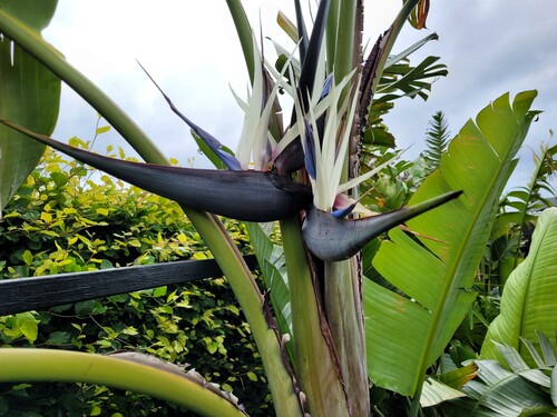 28.09 Nicolaiae blomst.jpg (388.66 KiB) Vist 1332 gange Blomsten på Strellitzia nicalaiae. Mange kender den som indendørs plante. Det er ikke ret tit man får dem til at blomstre. Jeg kender kun til 3 der blomstrer regelmæssigt. Tivolis gør og så så har de en, der hvor mine planter opbevares og så min egen. De skal typisk være omkring 8 år før de blomstrer.