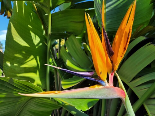 28.09 Regina blomst.jpg (256.79 KiB) Vist 1458 gange En anden Strellitzia (regina) i blomst. Mange kender blomsten fra lufthavne sydpå, hvor blomsterne sælges som souvenirs.