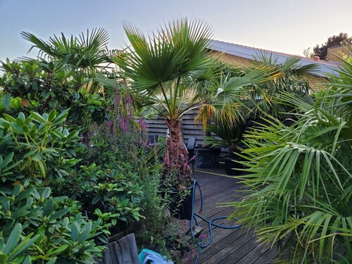 28.09 Palmer ved indgang til terrassen.jpg (610.11 KiB) Vist 1332 gange Lidt palmer ved indgangen til den store terrasse.