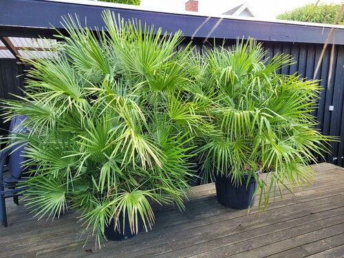 28.09 Europæisk viftepalme.jpg (730.61 KiB) Vist 1332 gange Europæisk vifteplame (chaemerophs humilis)