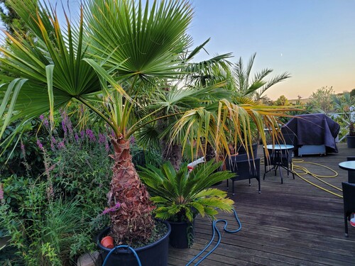 28.09 Flere palmer..jpg (638.79 KiB) Vist 1458 gange Flere palmer på terrassen