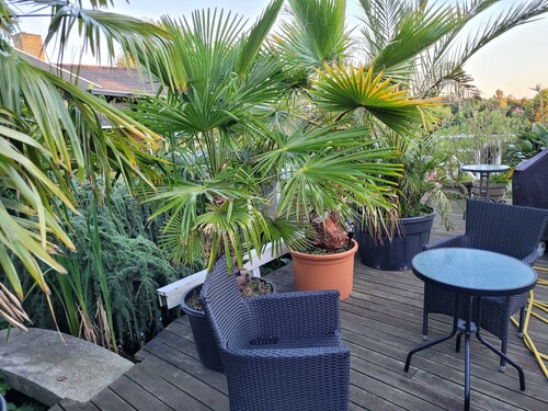 28.09 café miljø på den store terrasse.jpg (744.92 KiB) Vist 1684 gange Café miljø på terrassen