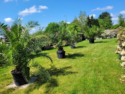 28.09 Palmer på plænen.jpg (877.48 KiB) Vist 1406 gange Jeg har mine største palmer på græsplænen, hvor de får lys og luft omkring sig. Det er Canarisk viftepalme og to palmer (Jubaea chilensis, der som navnet angiver stammer fra Chile