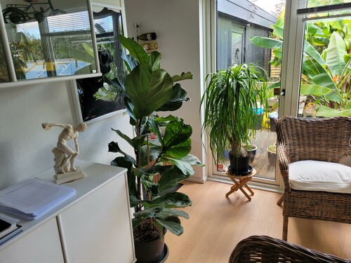 28.09 Planter inde pony tail.jpg (482.35 KiB) Vist 1401 gange Et par billeder af de tropiske typer der står inde om vinteren. Her en ponytail palm, der faktsik ikke er en palme. Det er en sokkulent.