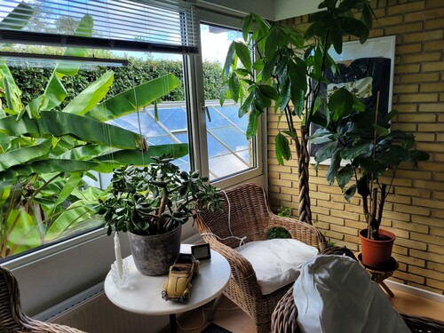 28.09 Planter inde.jpg (523.73 KiB) Vist 1401 gange Lykke kastanje opbevares også indendøre.