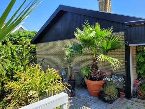 28.09 Wasingtonia robusta.jpg (644.01 KiB) Vist 1401 gange Wasingtonia robusta