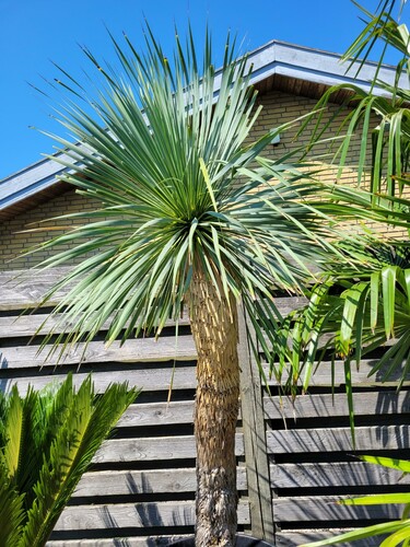 28.09 Yucca.jpg (696.88 KiB) Vist 1458 gange Og en Yucca. Jeg har to i den størrelse + en lidt mindre. De blomstrer på skift. Opbevares i udestuen, da de godt kan klare lidt frost.