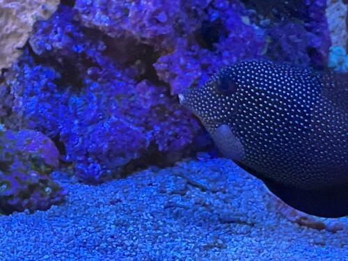 Crazy Gem tang