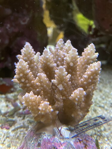 IMG_4173.jpeg (2.33 MiB) Vist 1968 gange Bali01