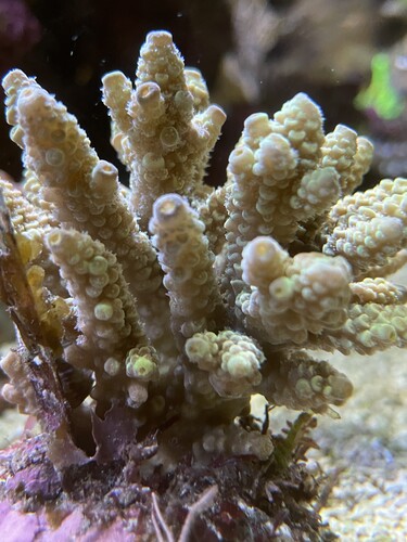 IMG_4174.jpeg (2.49 MiB) Vist 2030 gange Bali02