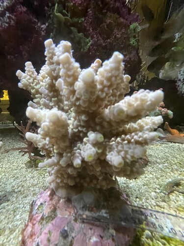 IMG_4175.jpeg (2.49 MiB) Vist 2047 gange Bali03