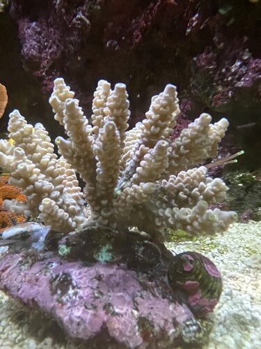 IMG_4176.jpeg (2.43 MiB) Vist 2030 gange Bali04