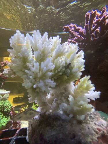 IMG_4177.jpeg (1.86 MiB) Vist 2030 gange Bali dead