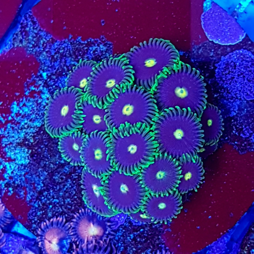 zoanthus_spp._grade_a2.jpg