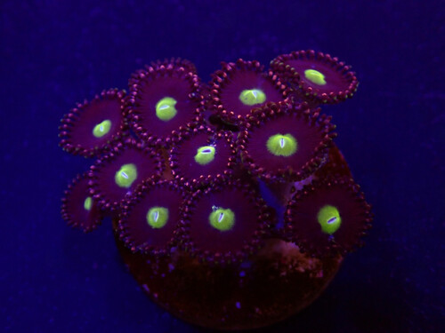 zoanthus_spp._grade_a.jpg