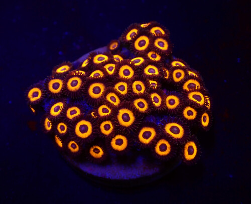 zoanthus_sp._johnny_pumpkin_frag_o_230_37.50.jpeg