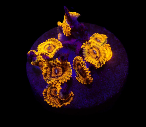 zoanthus_sp._soprano_djm_gown_o_165_75.jpeg