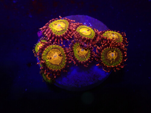 zoanthus_sp._buttkisser_8-9_polyps_djm_grown_o_042_125.jpeg