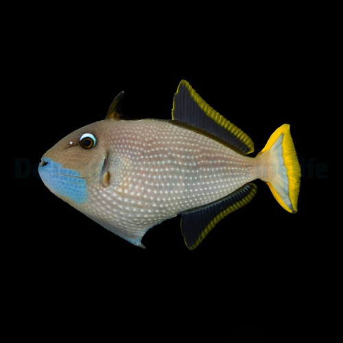 xanthichthys_auromarginatus_malewm.jpg