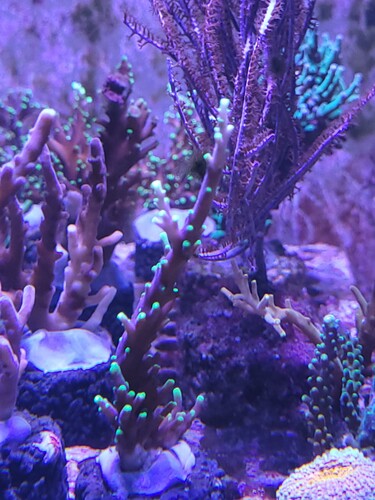 Acropora carduus &quot;mr pacman&quot;. En af de mindre frags. Har den også knap så høj og mere busket. Bare det bedste billede.