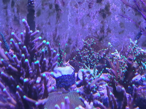 Acropora latistella spec og de buskede mr pacman bagerst. Lidt svært at tage billeder af latistella. Der står en del, så det bliver bare en masse grene i et virvar. Men de er adskilt. De er ret kønne i al deres enkelthed.