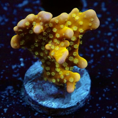 16. LR Tropicana Anacropora (2).jpeg