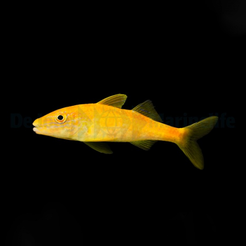parupeneus_cyclotomus2_wm.jpg
