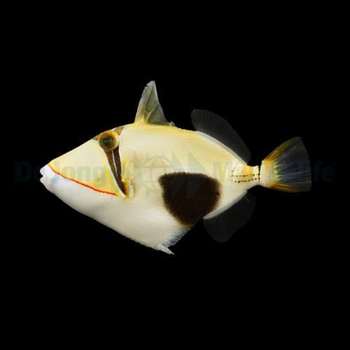 rhinecanthus_verrucosus_wm.jpg