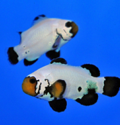 amphiprion_ocellaris_frostbite_chilled_pair_-_t.b..jpg