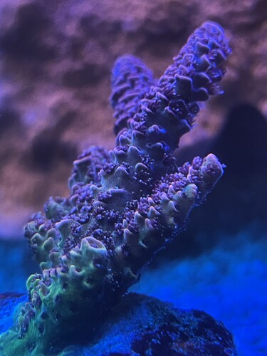IMG_4252.jpeg