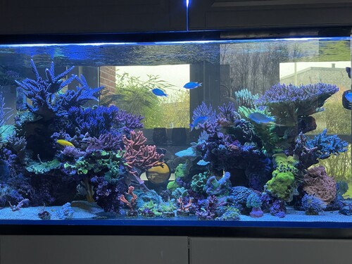 My reef, no filter