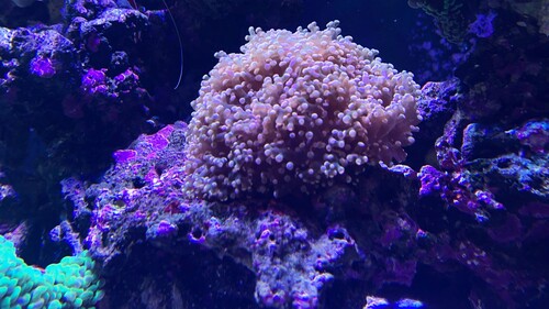 IMG_6393.jpeg
