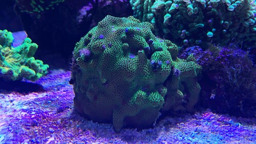 IMG_6394.jpeg