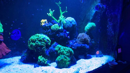 IMG_6485.jpeg