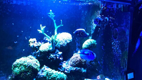 IMG_6491.jpeg