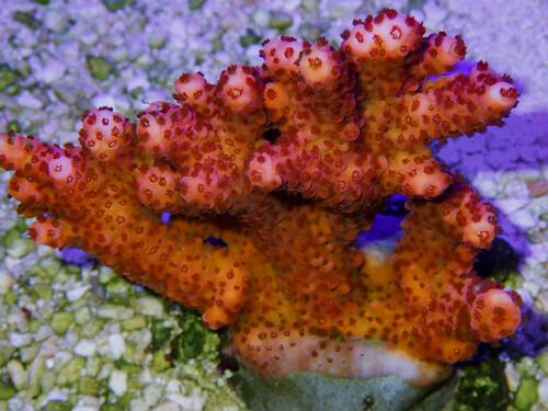 CB Maleficent Acropora.jpg